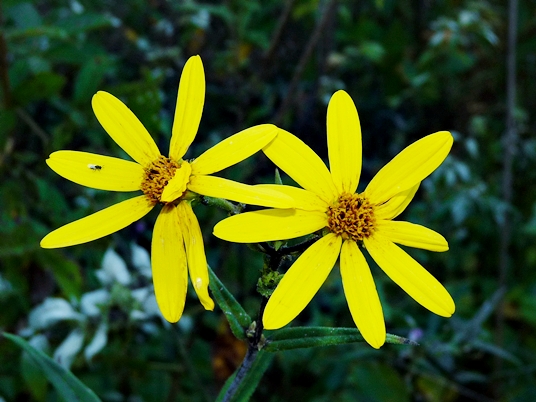 {Helianthus smithii}